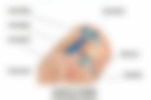 三、割双眼皮后饮食的总体原则