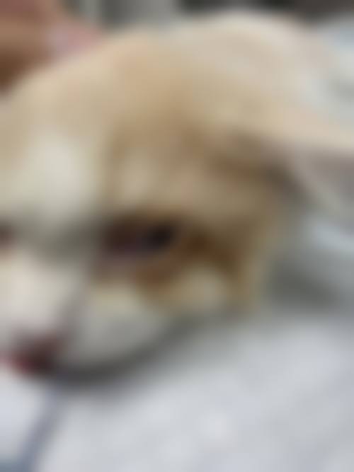 结尾预约号召